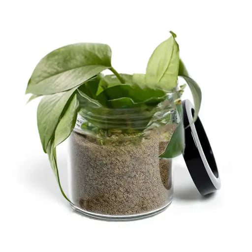 Pothos Baby - Upcycled Jar